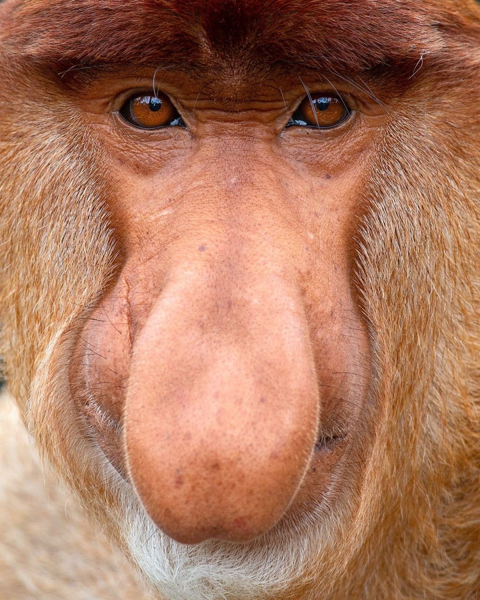 Обезьяна с носом