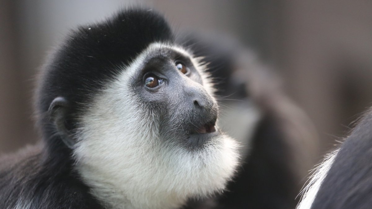 Абиссинский Каламбус или гвереца