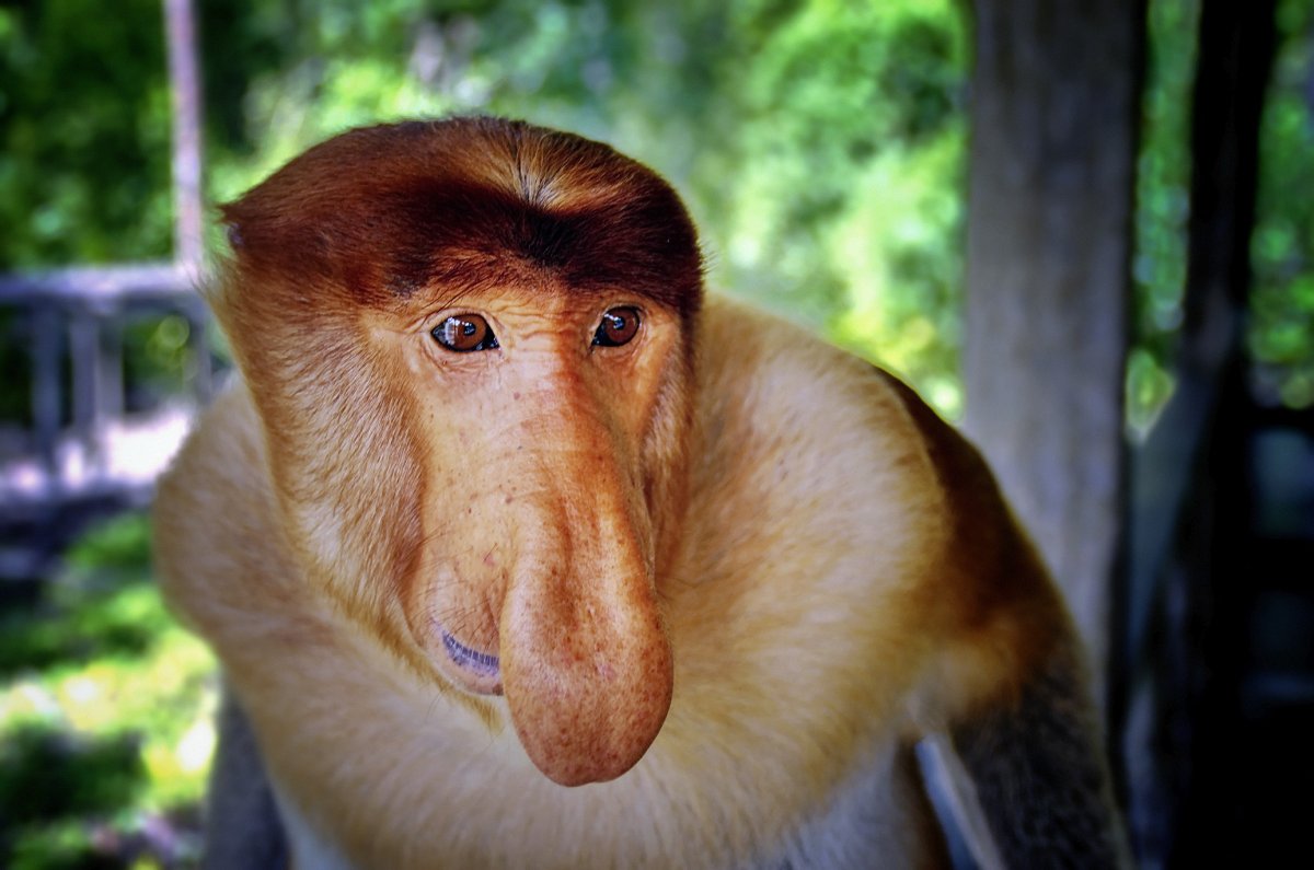 Обезьяна носач