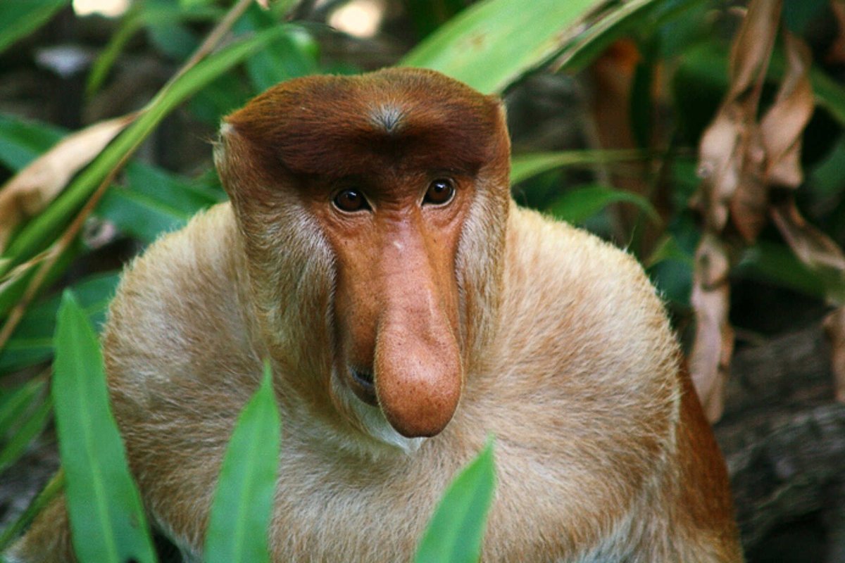 Животное с большим носом