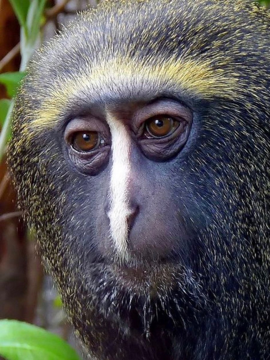 Cercopithecus Lomamiensis