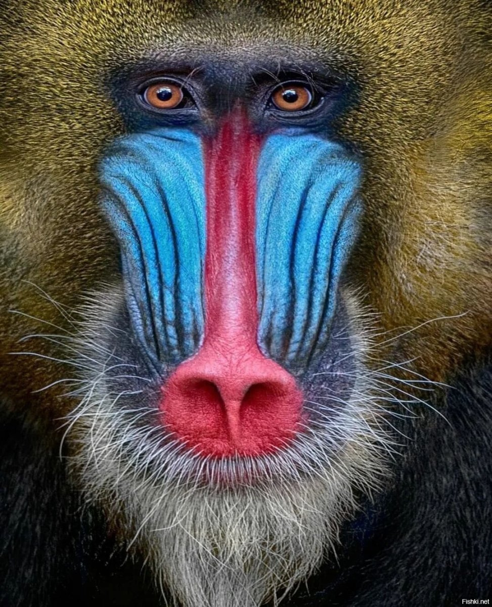 Дрил Мандрил и гамадрил