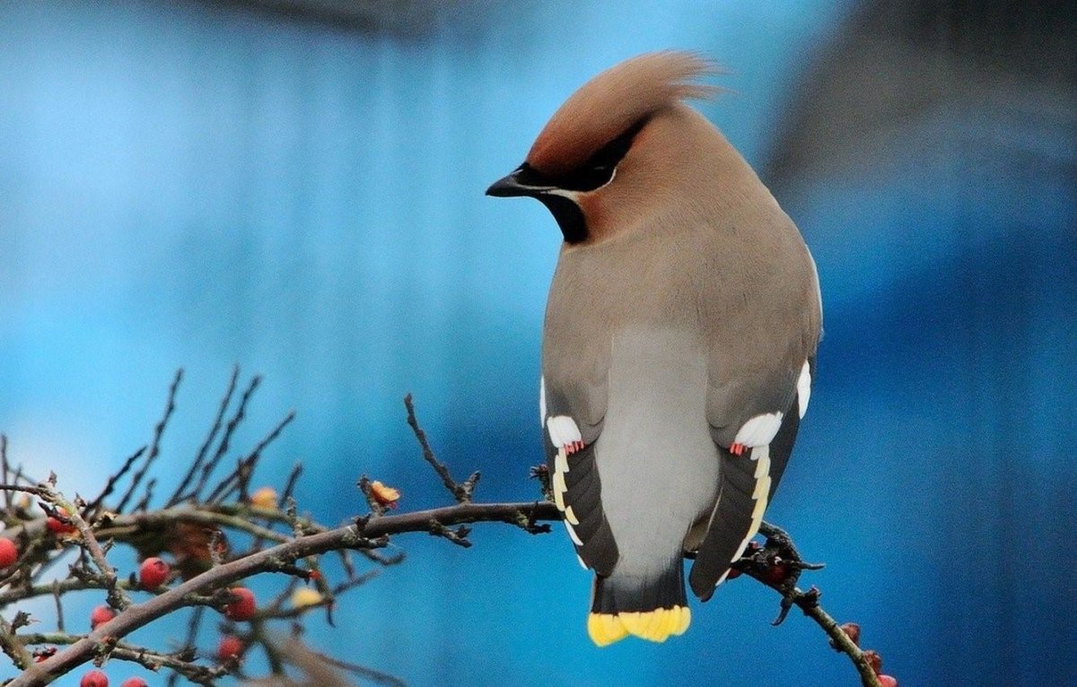 Голубая свиристель