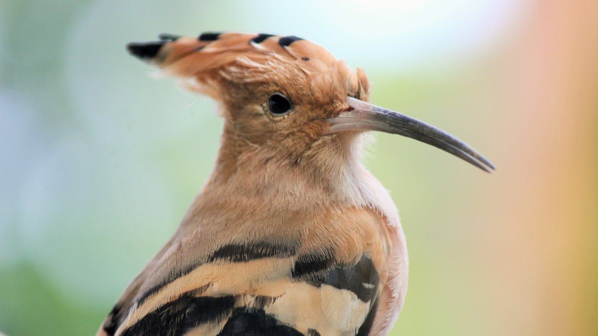 Цезарь птица фото