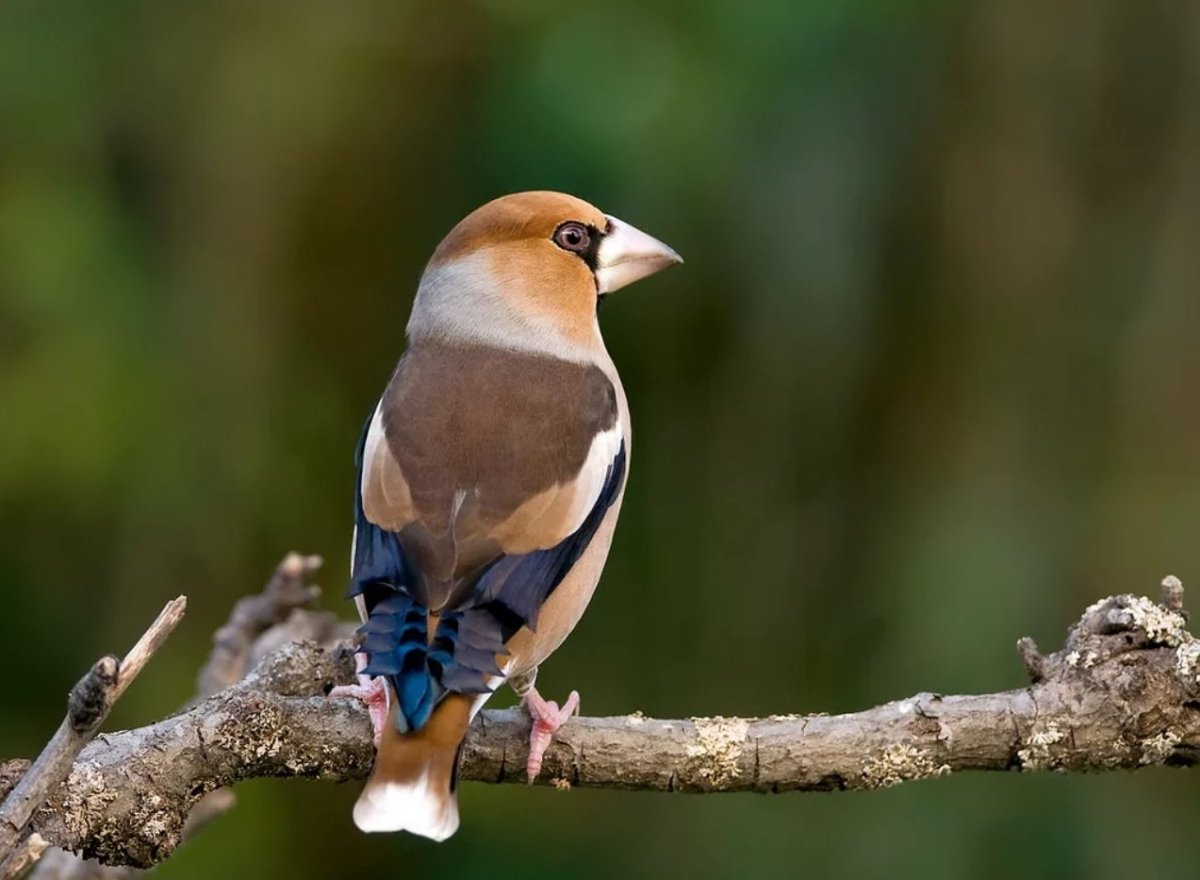 Дубонос обыкновенный птица