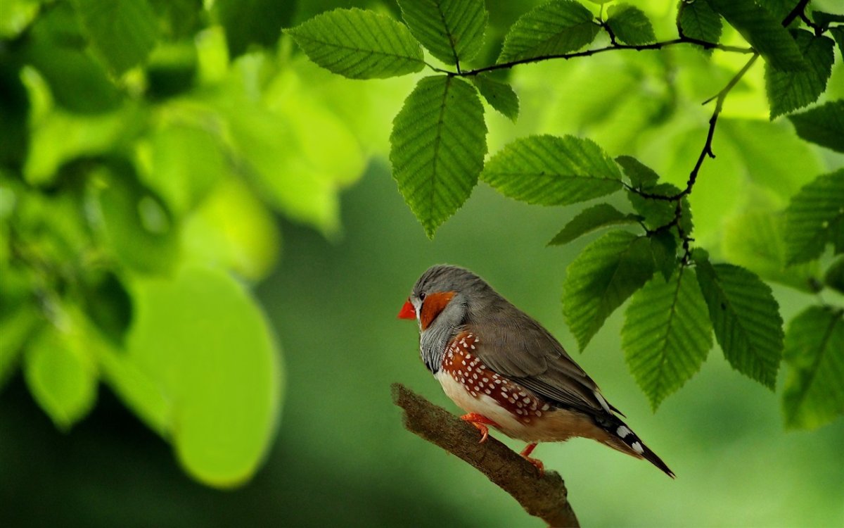 Красивая природа с птичками