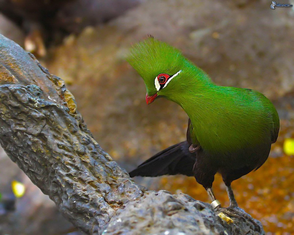 Птица турако Ливингстона