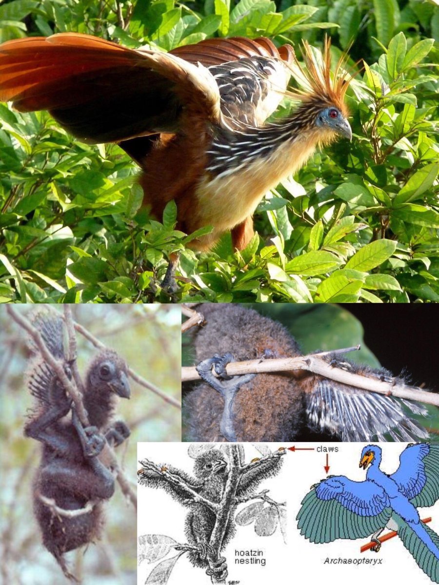 Гоацин птица из Южной Америки