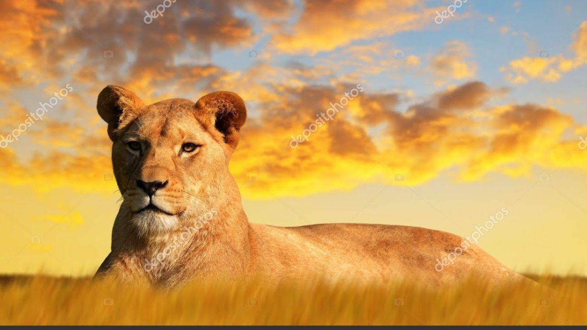 Львица на закате солнца фото