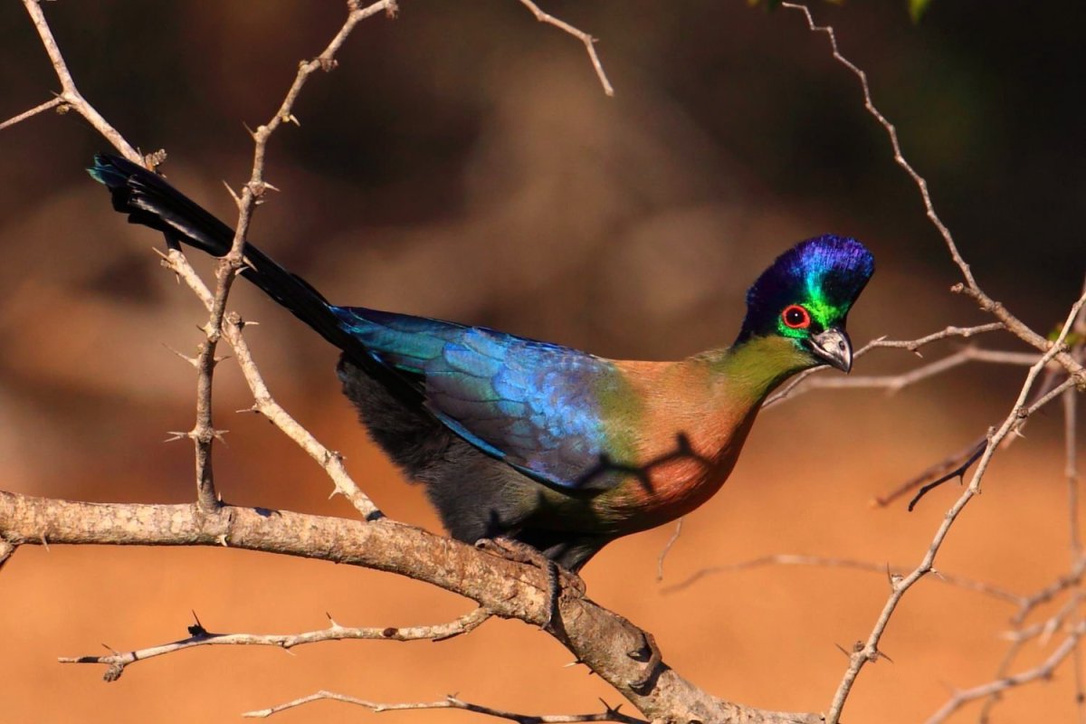 Фиолетовочубый тураго