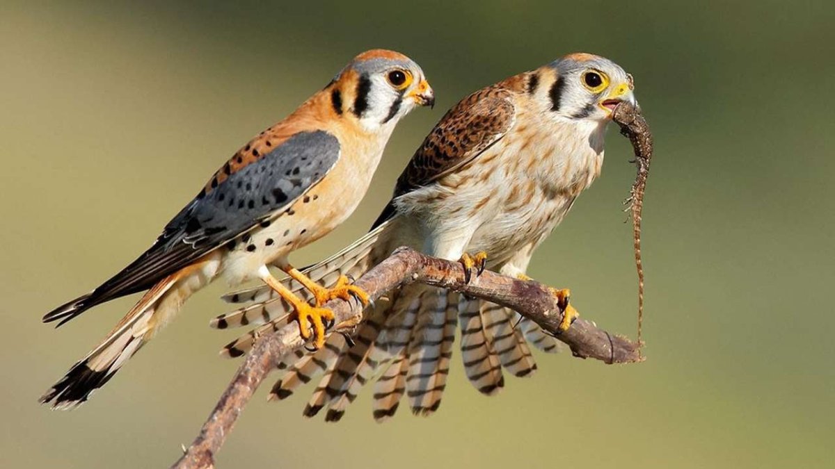 Американская пустельга