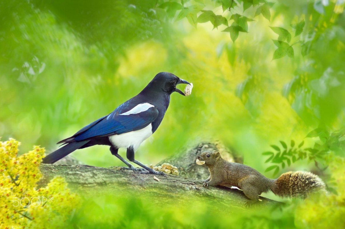 Белка и сорока