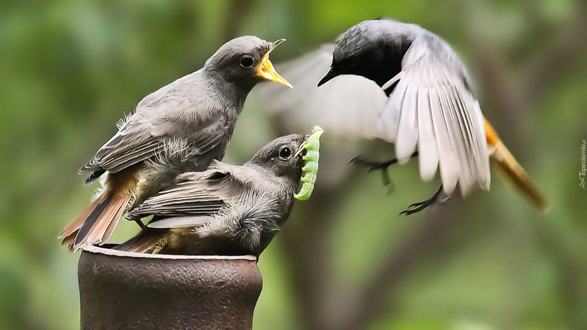 Гнездо для птиц.