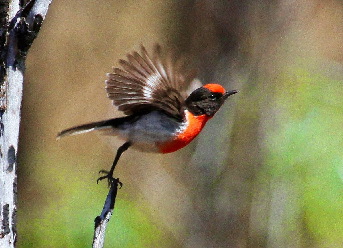 Ред Робин птица
