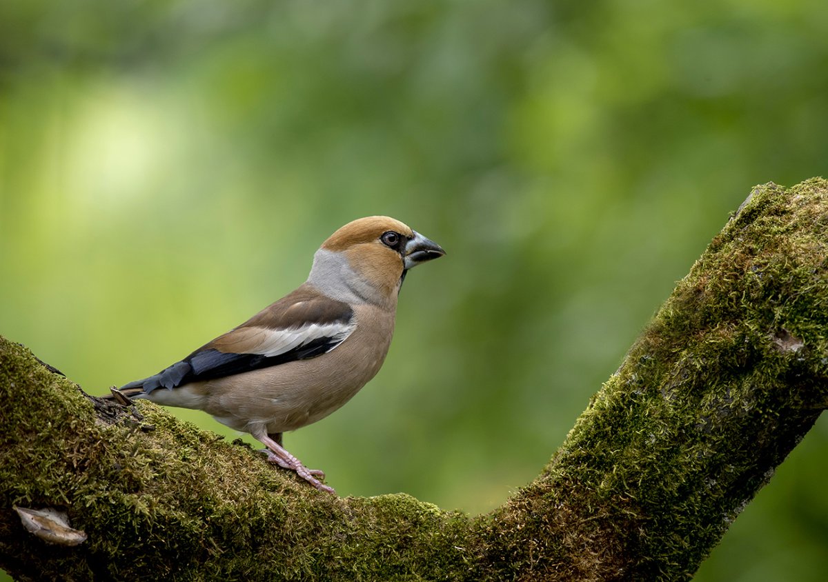 Дубонос обыкновенный птица