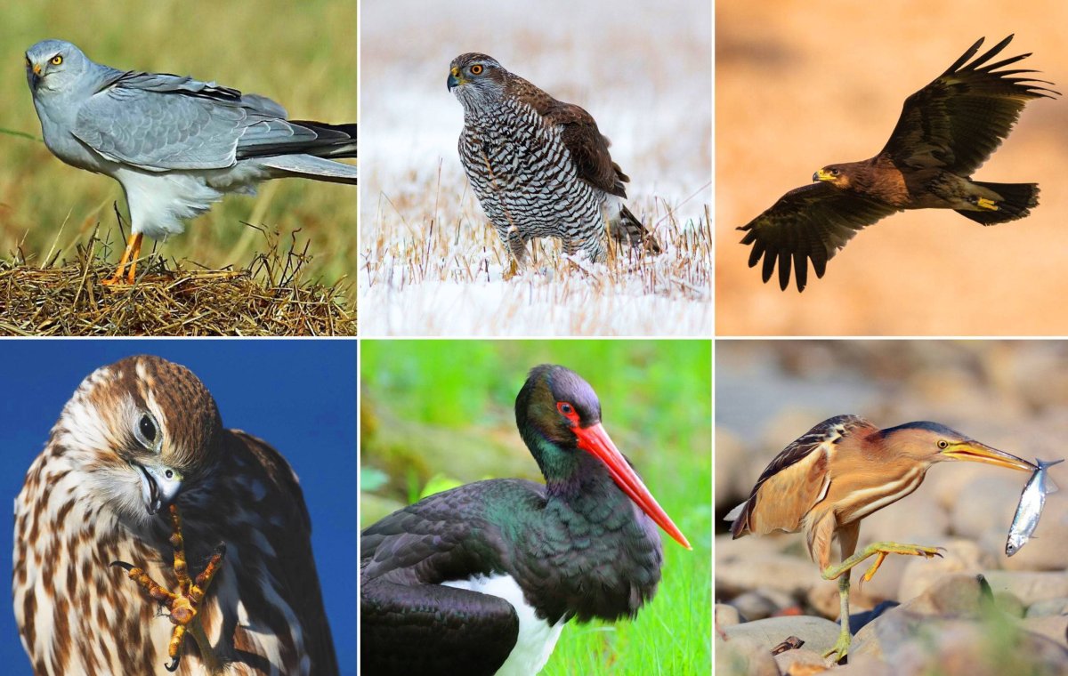 Хищные ночные птицы Подмосковья