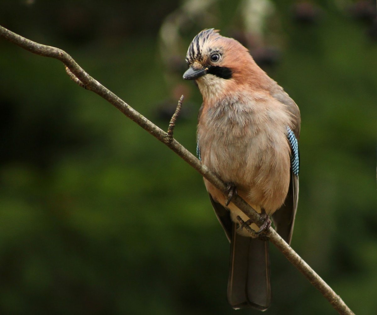 Сойка ронжа
