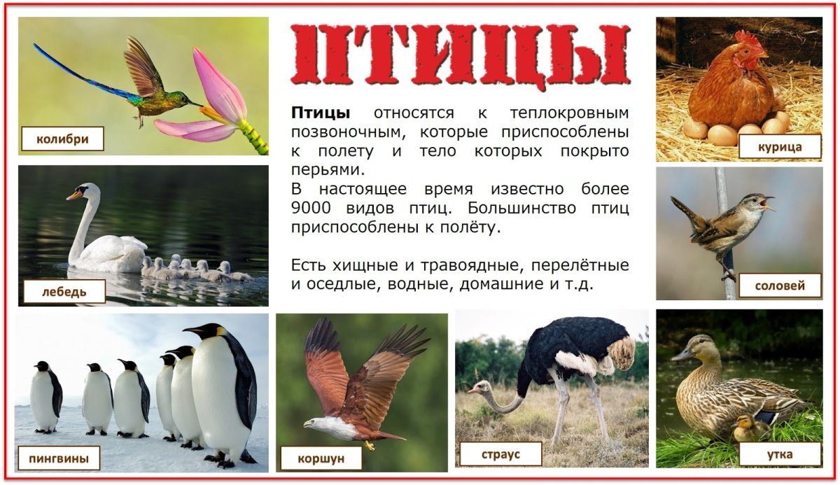 Позвоночные птицы