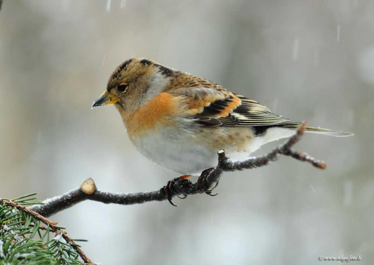 Очковый вьюрок