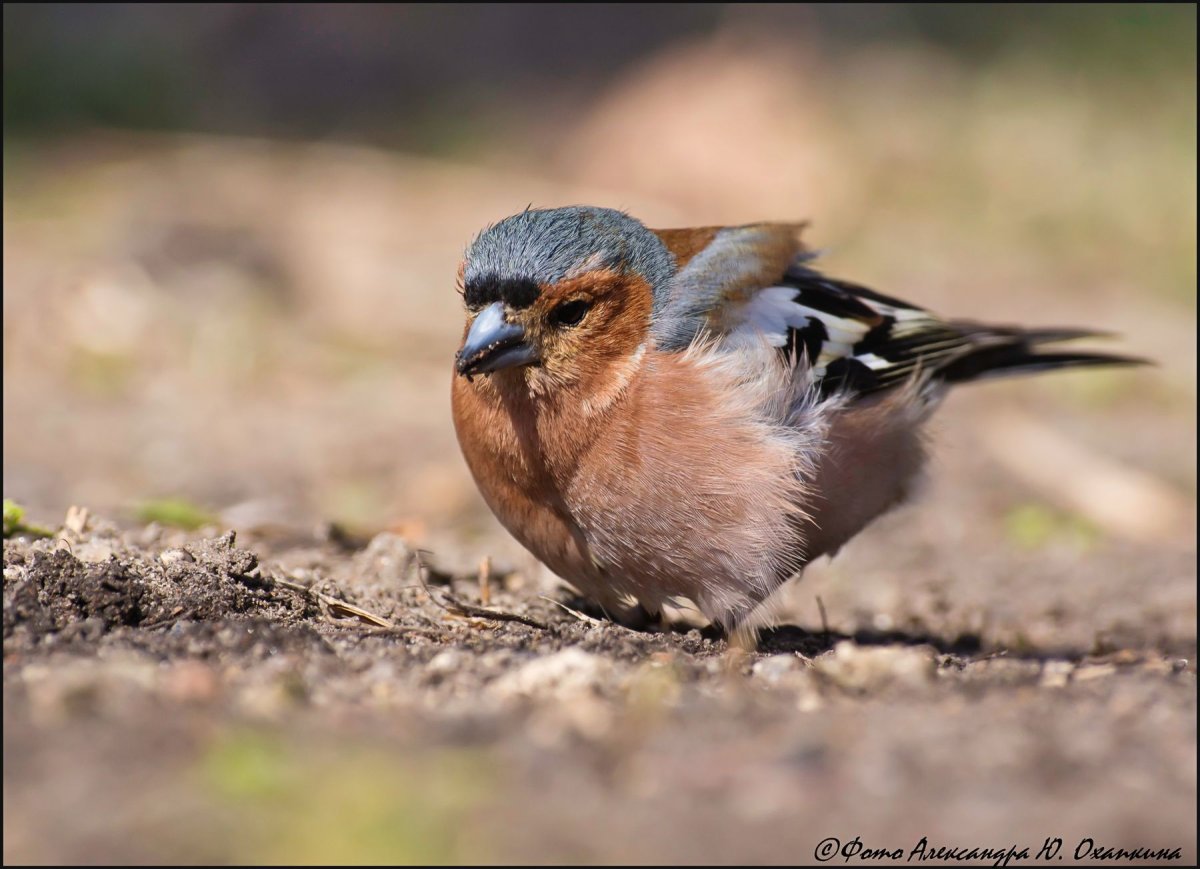 Для сравнения фото вьюрка и зяблика