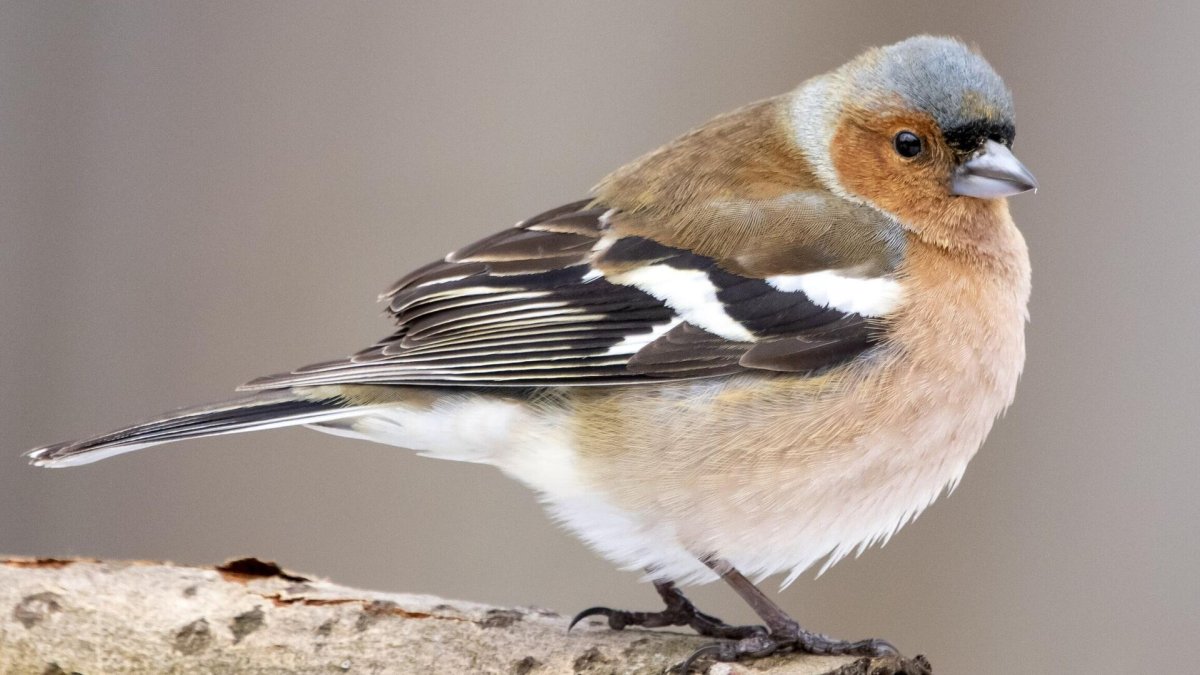 Вьюрковые Зяблик