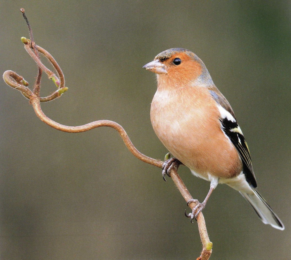 Фью фью птица