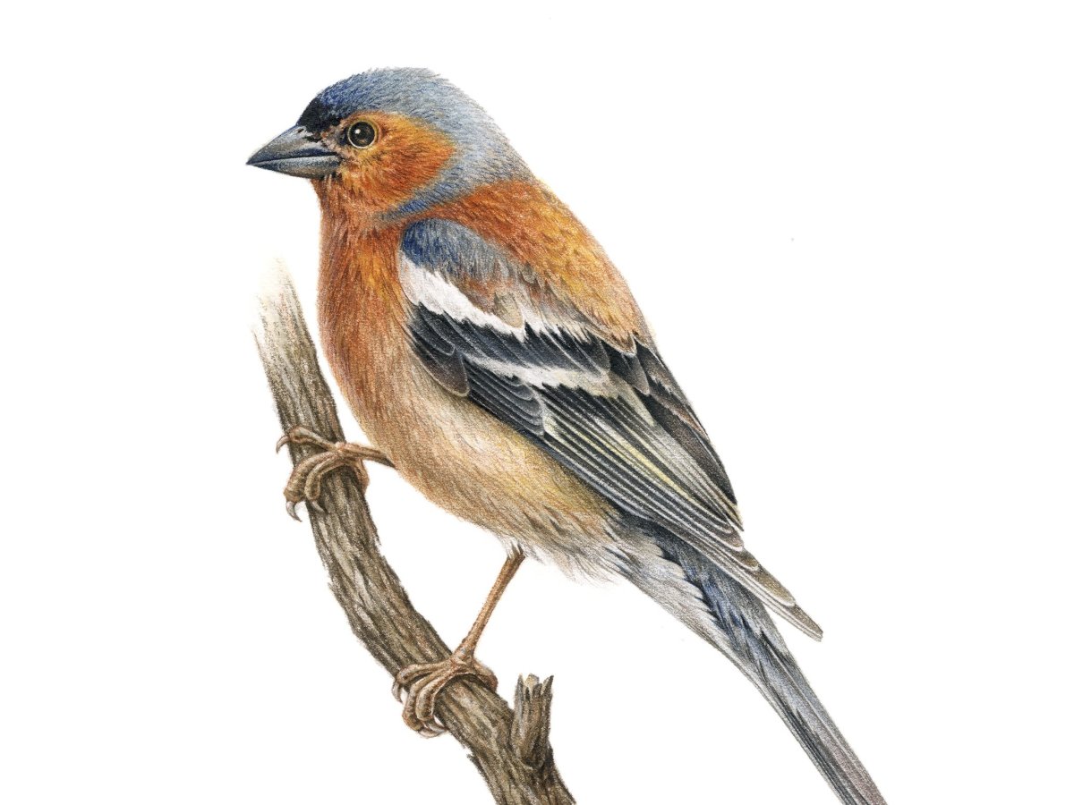 Fringilla COELEBS