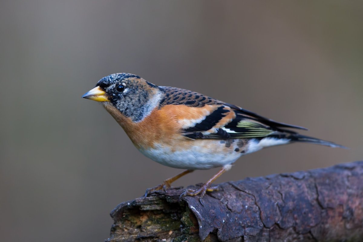 Вьюрок самец