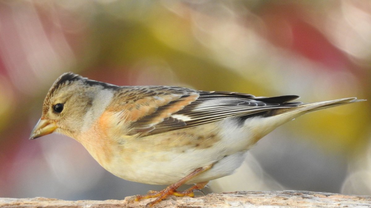 Вьюрок хвост