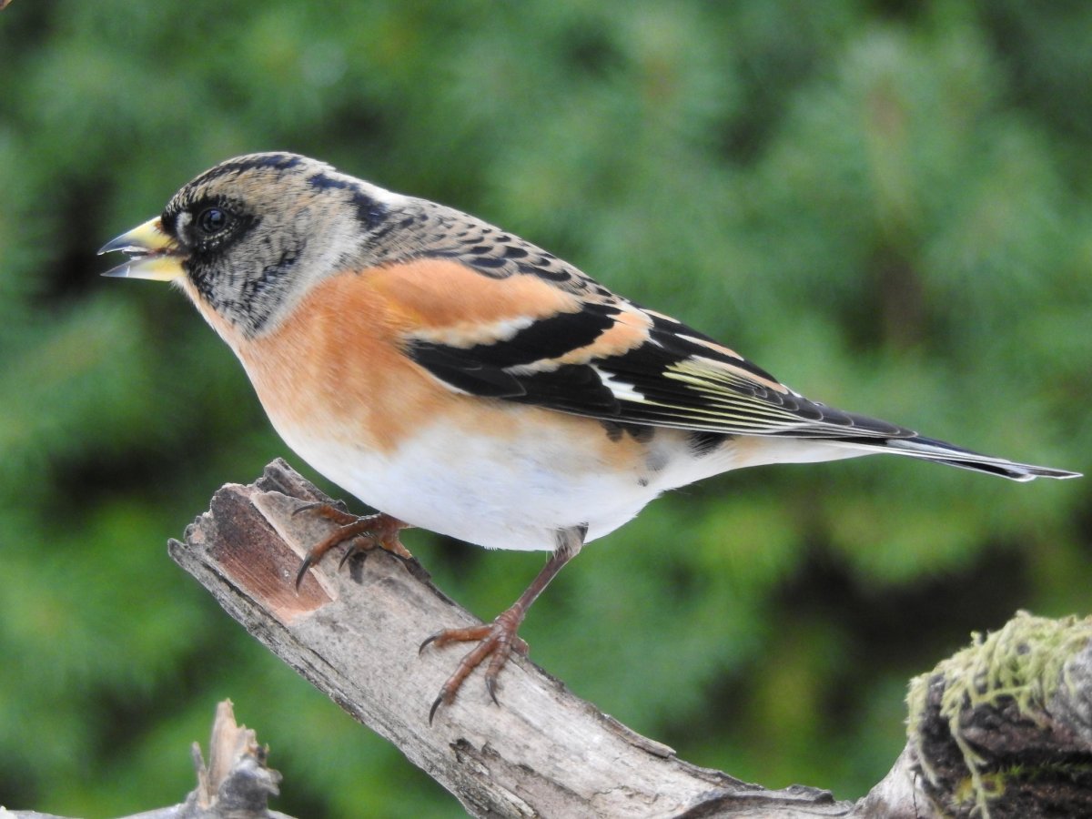 Вьюрки собака