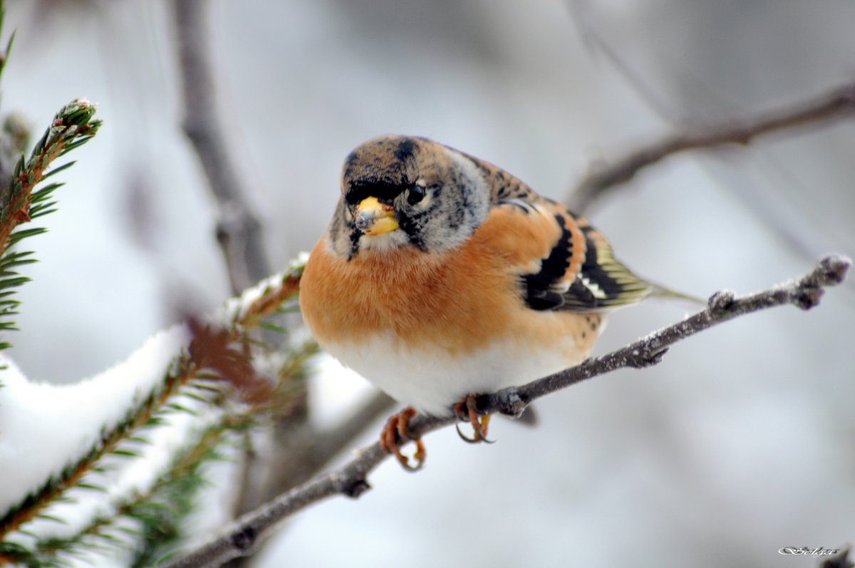 Юрок с наступившим