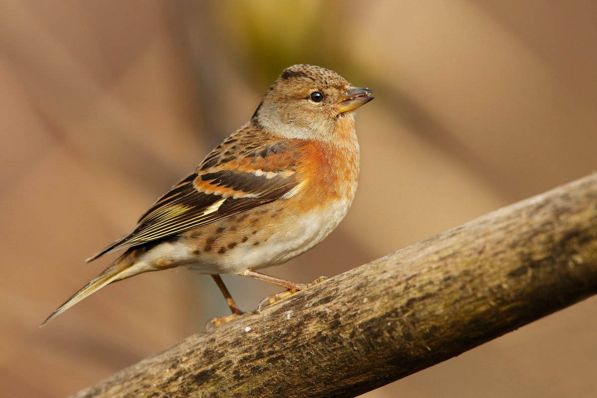 Юрок птица фото