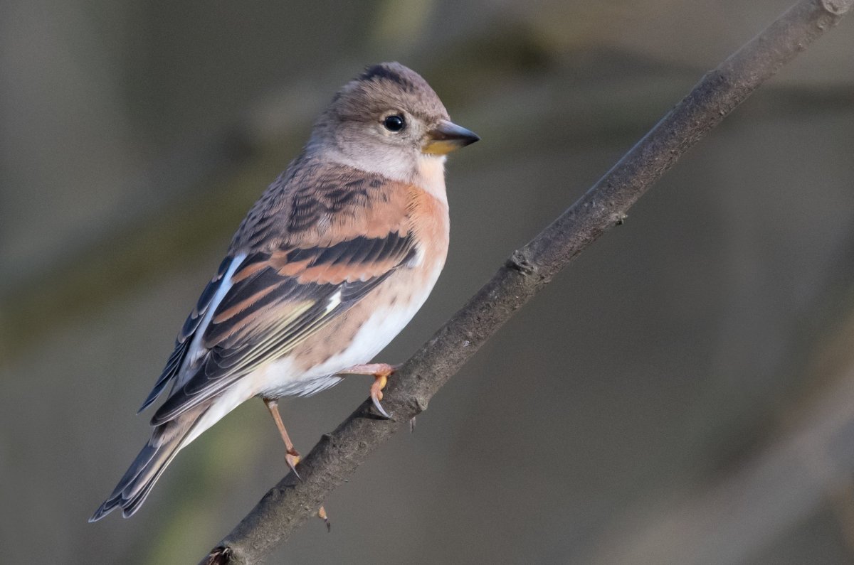 Юрок (fringilla montifringilla)