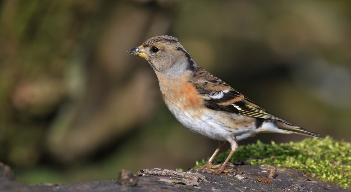 Очковый вьюрок