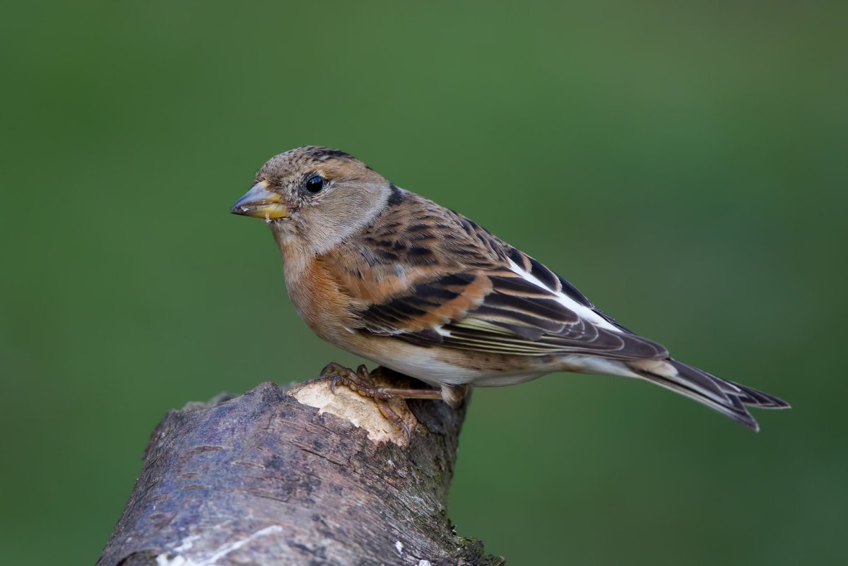 Птица вьюрок самка