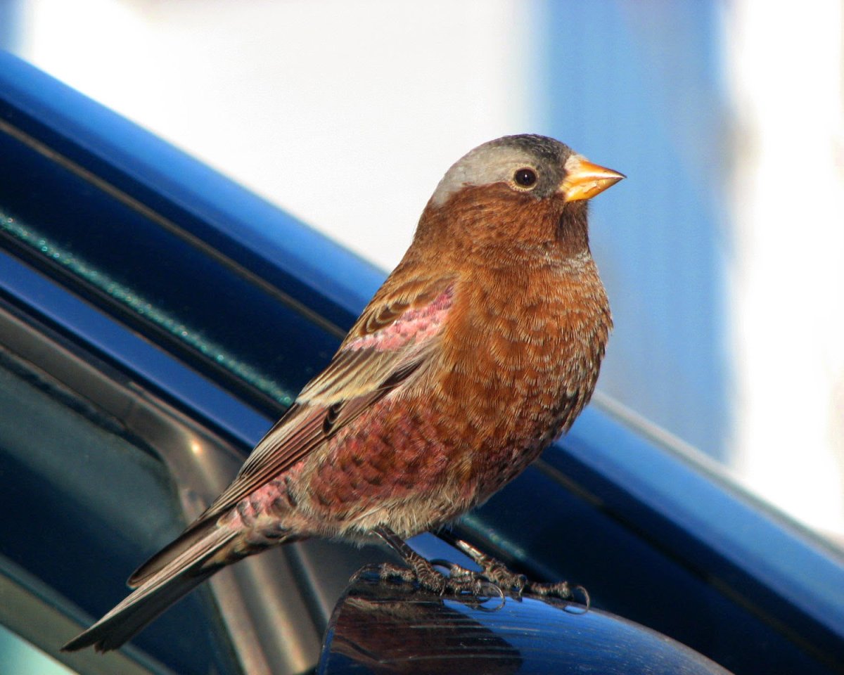 Певчий вьюрок