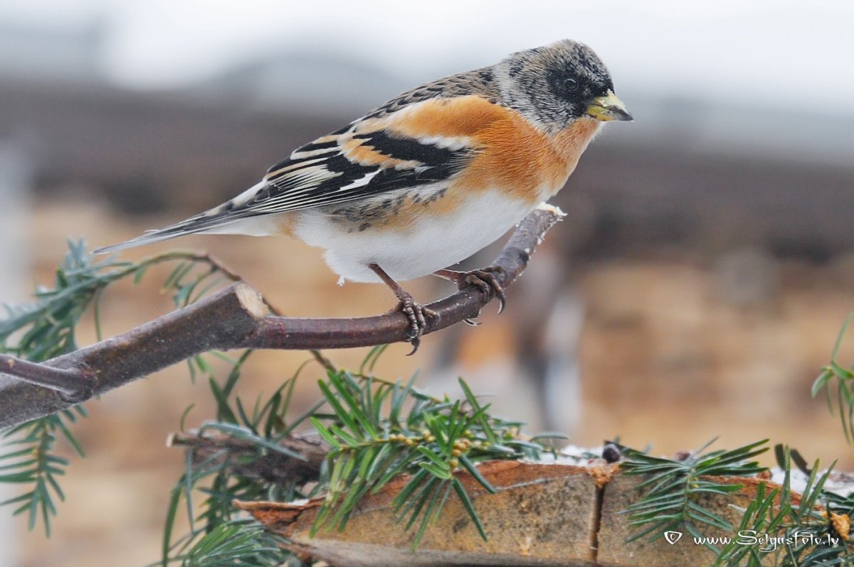 Синица розовый вьюрок