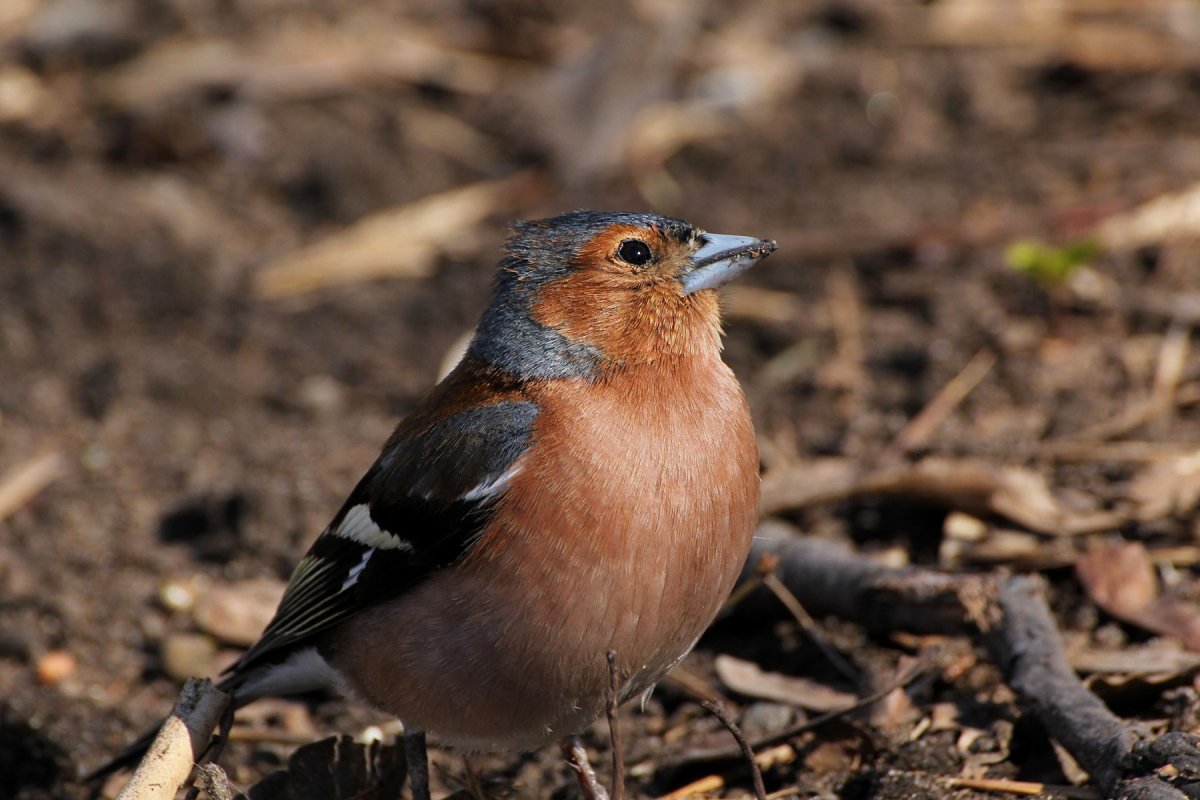 Обыкновенный Зяблик голос