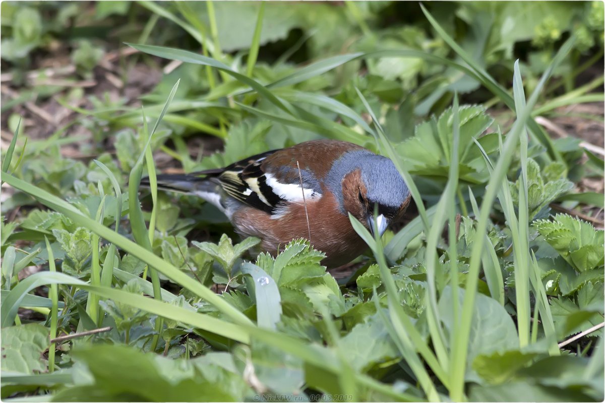 Зяблик в Москве