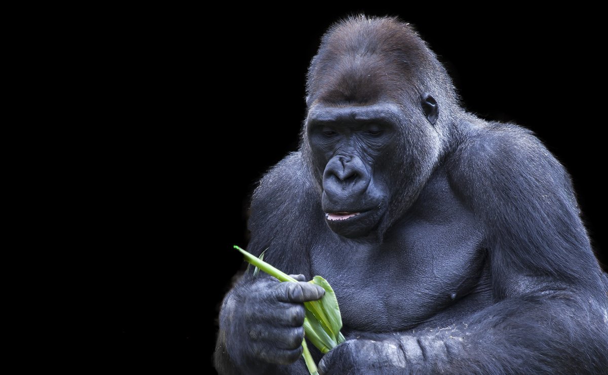 Фон горилла