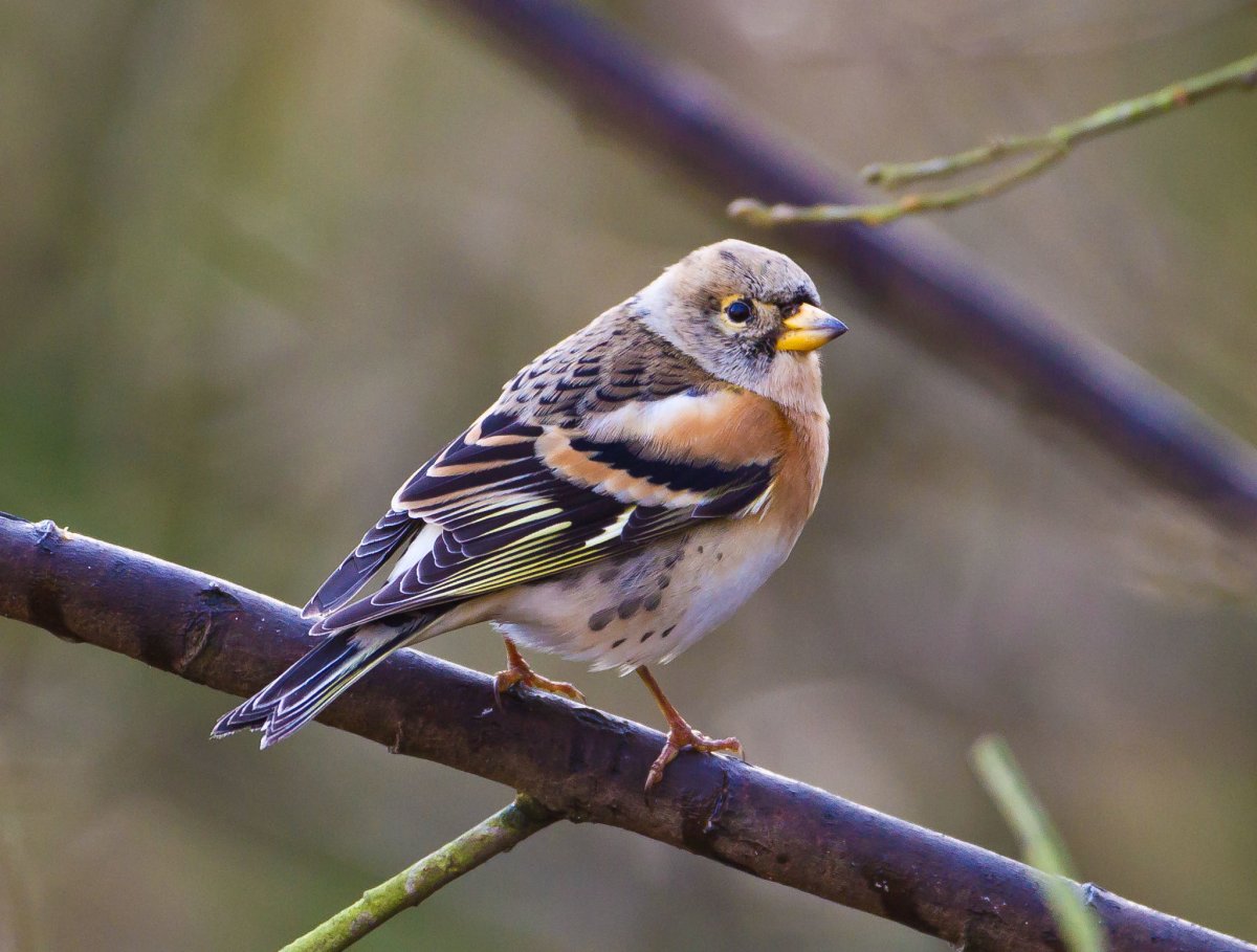 Юрок вьюрок