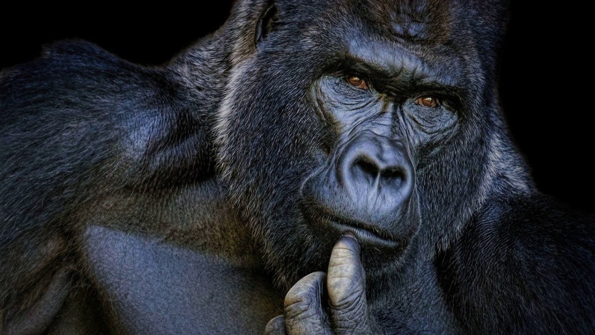 Лицо гориллы
