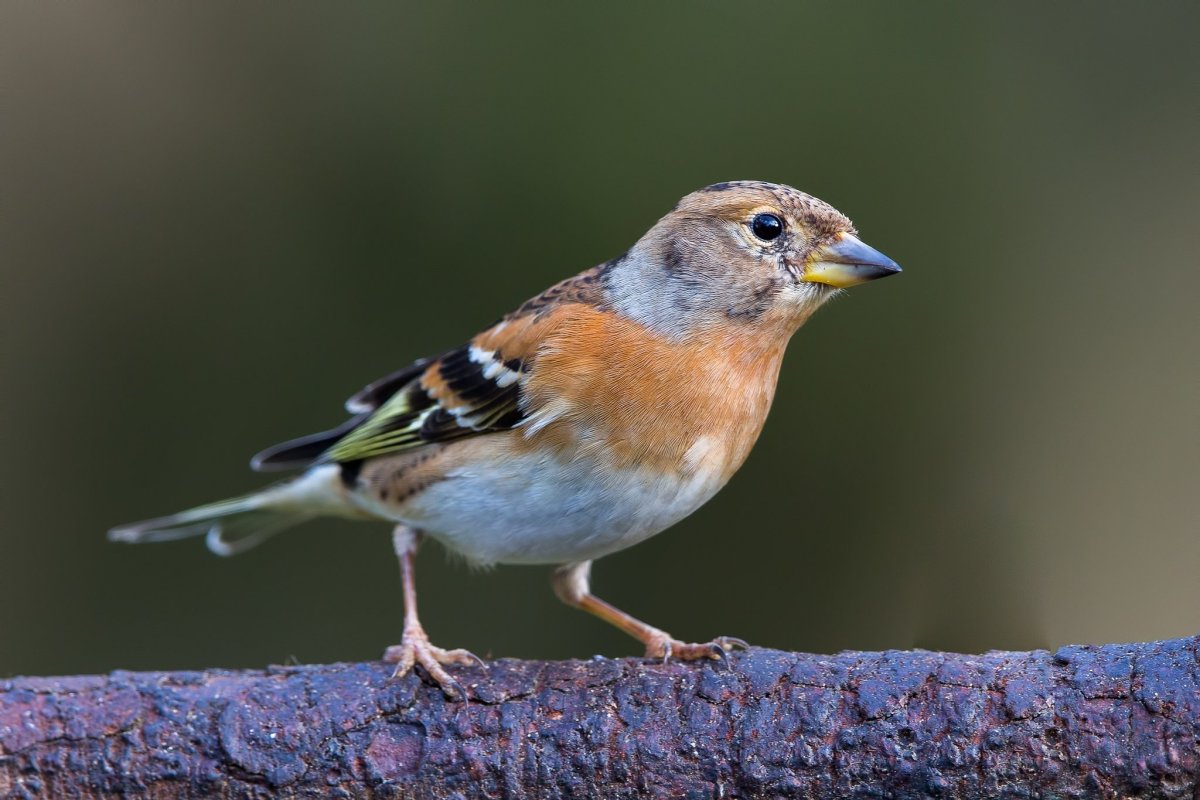 Австралийский вьюрок