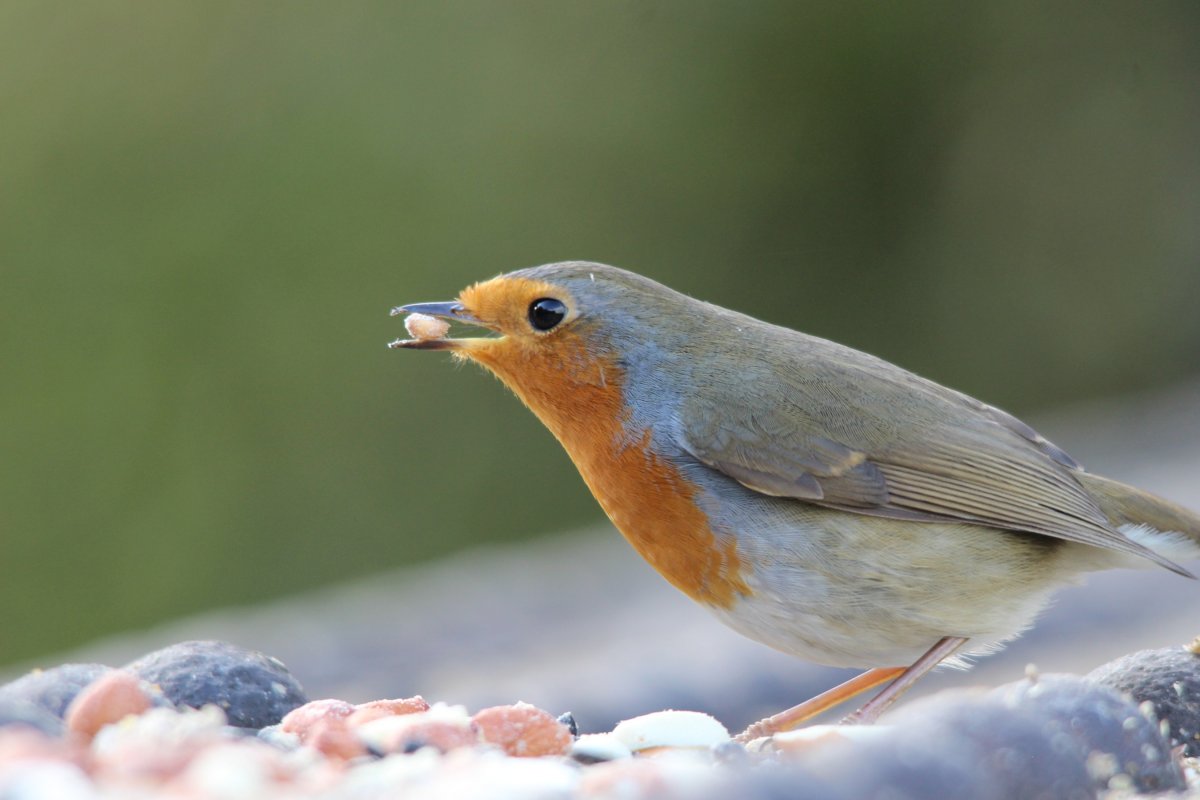 Зяблик Юрок птица