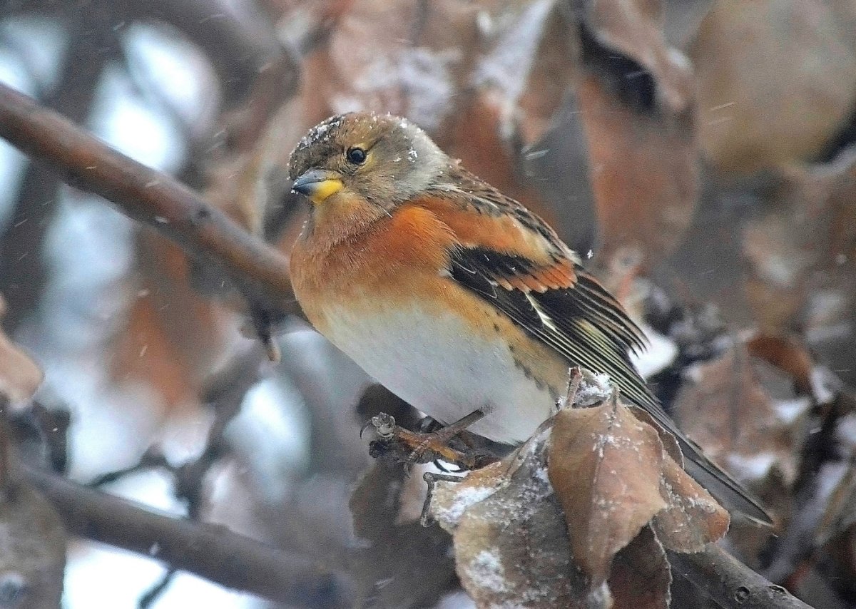 Вьюрок Зяблик