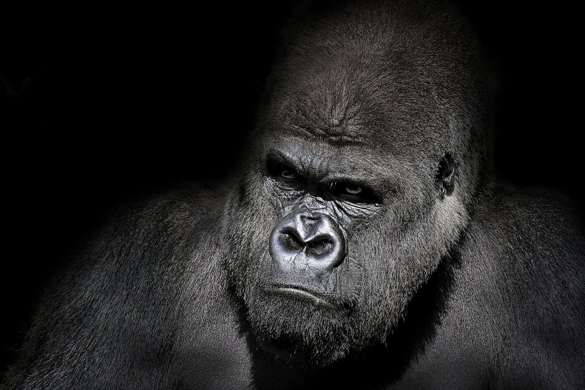 Артур горилла