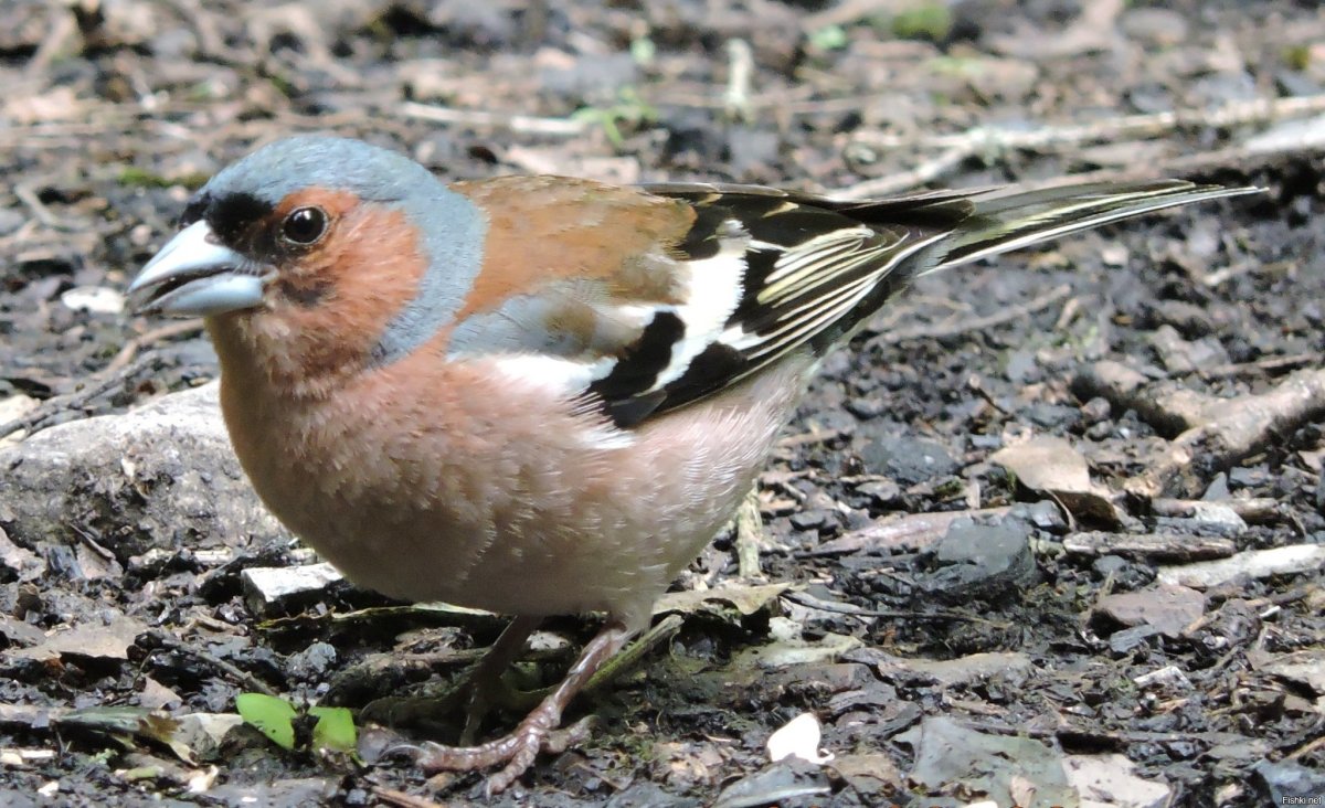 Вьюрковые певчие птицы