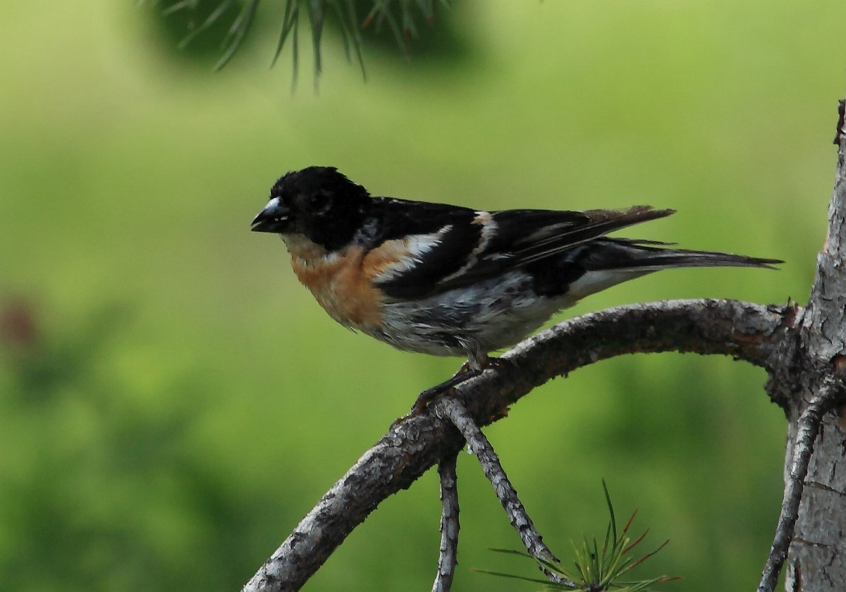 Лайсанский Юрок