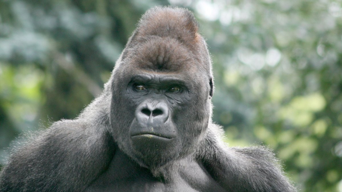 Прямоходящая горилла