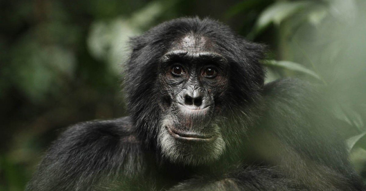 Обезьяны на тропе войны